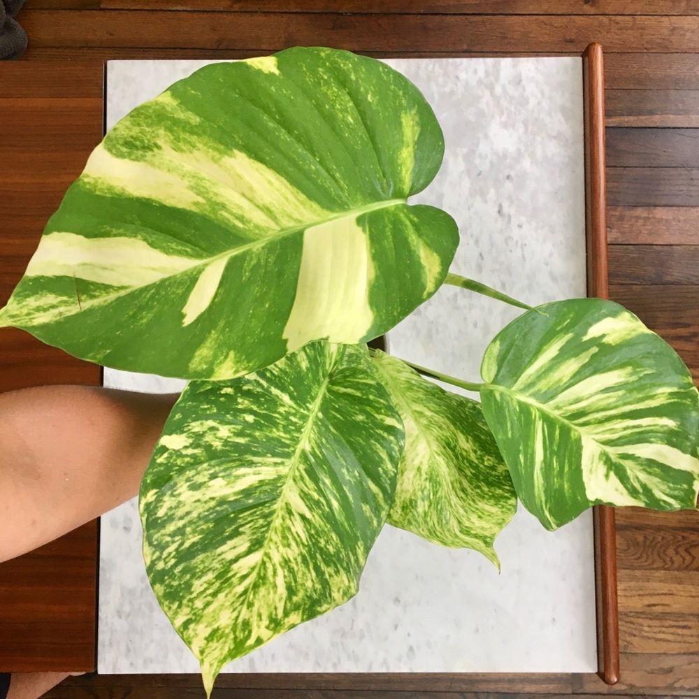 Giant Variegated Golden/ Hawaiian Pot